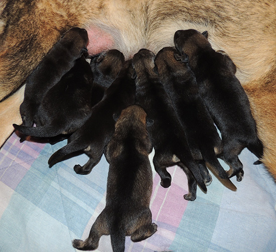 Yeltsa Gerry L Litter 6 days 2