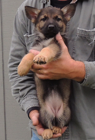 Yeltsa Gerry L LItter turquoise collar 7.5 wks