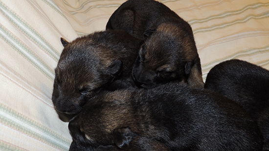 Yeltsa Gerry Litter 2 wks