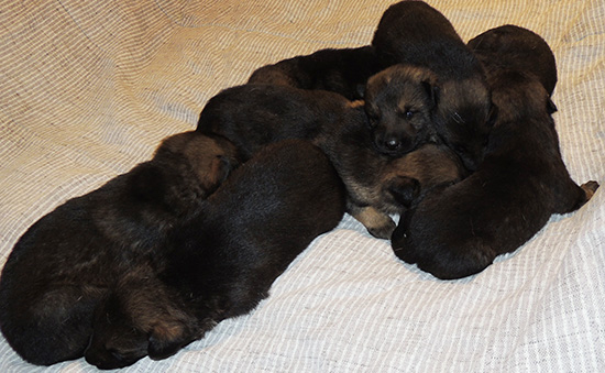 Yeltsa Gerry L LItter 19 days