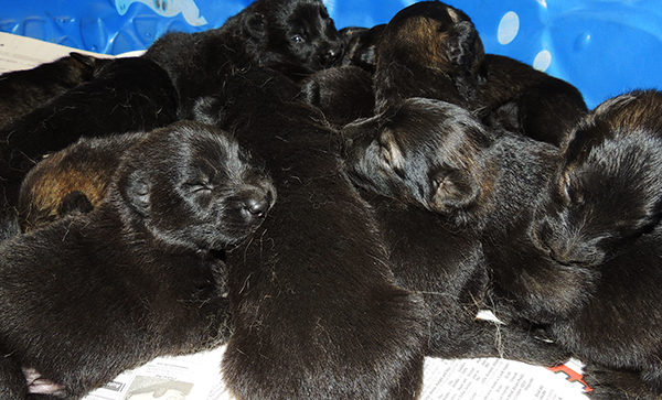 Yuluia Mango L Litter 12 days 2