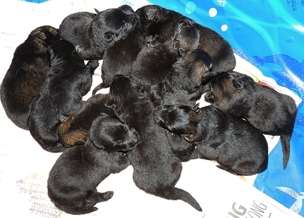 Yulia Mango L Litter 12 days 1