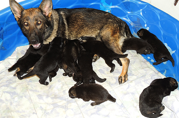 Yulia Mango L Litter 16 days 1