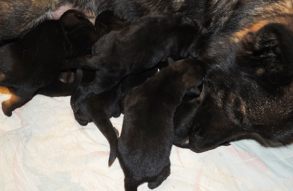 Yulia Mango L Litter 27 days 1