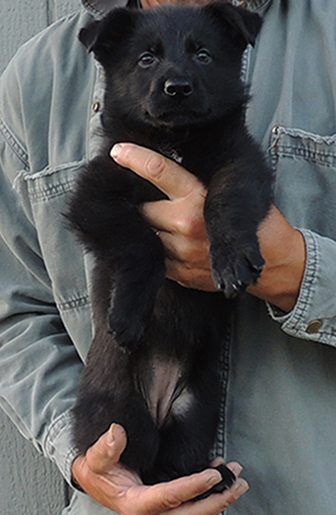 Yullia Mango L Litter Pink collar blk female 6.5 wks