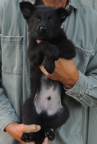 Yulia Mango L Litter Blk Male Green collar 6.5 wks