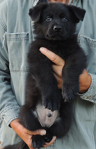 Yulia Mango L Litter Blk Male Blue collar 6.5 wks