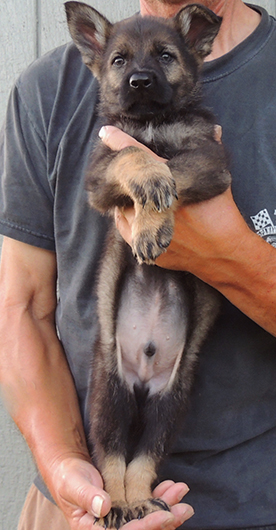Yulia Mango L Litter Dk Sable Blk collar 6.5 wks