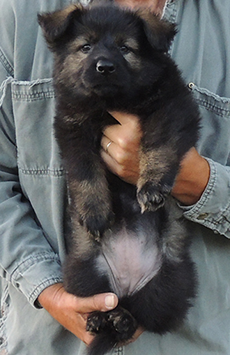 Yulia Mango Blk Sable Fe LC NO Collar 6.5 wks