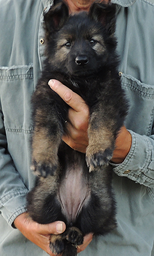 Yulia Mango L Litter Blk Sable Fe LC Orange collar