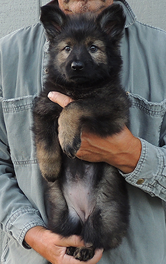 Yullia Mango L Litter Blk Sable Fe Red collar 6.5 wks