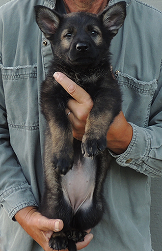 YUlia Mango L Litter Blk Sable female pink collar 6.5 wks