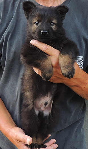 Yulia Mango Blk Sable Male L Litter Little man 6.5 wks