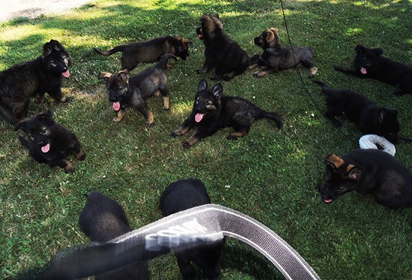 Yulia Mango L Litter 7.5 wks 10