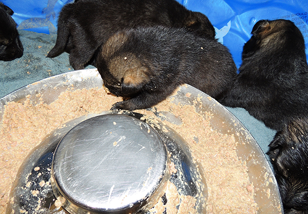 Yulia Mango L Litter first feeding 3