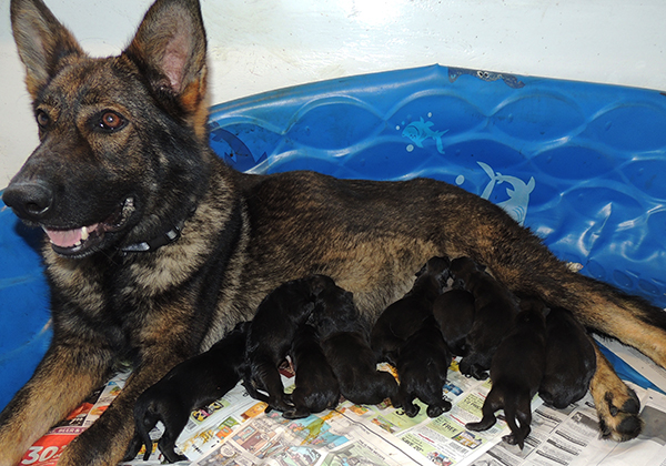 Yulia Mango L Litter Newborns