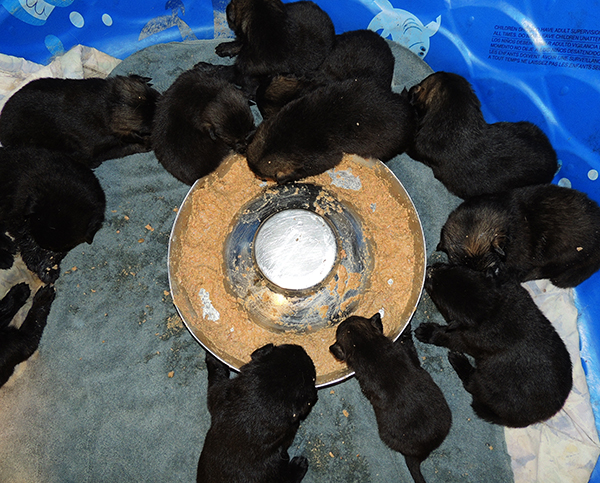 Yulia Mango L Litter first feeding 1