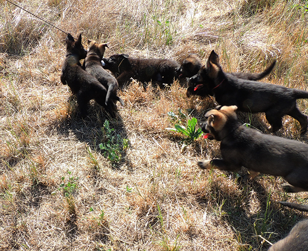 Yulia mango L Litter 7.5 wks 5