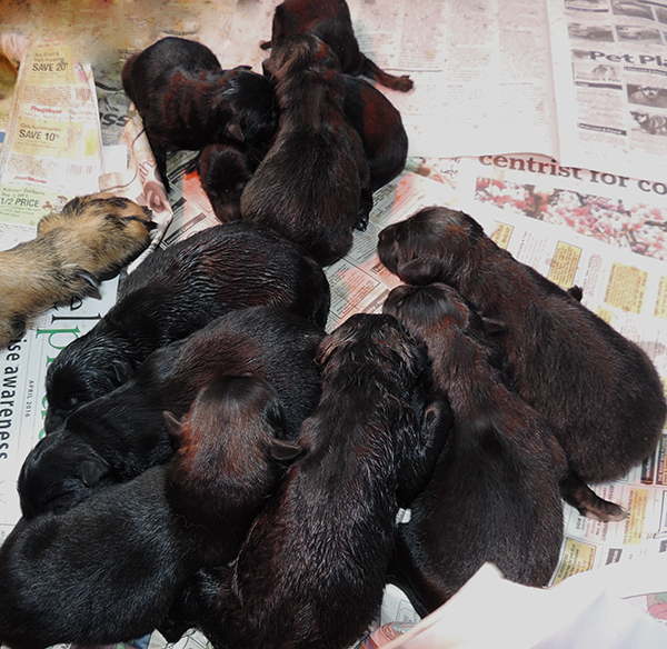 Yulia Mango L Litter Newborns 2