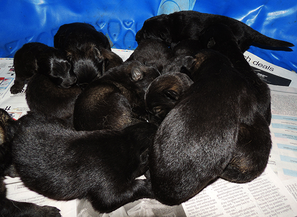 Yulia Mango L Litter 7 days 1