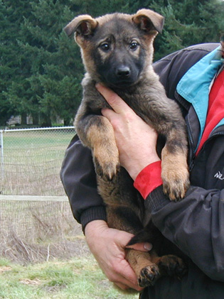 Yumi Lord pink collar blk sable female