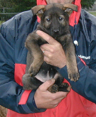 Yumi Lord red collar female