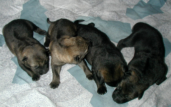 Yumi Lord males 5 days old