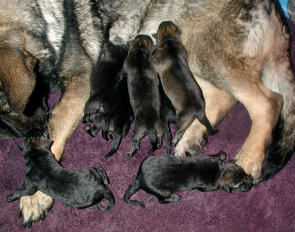 Yumi x Lord litter 24 hrs old