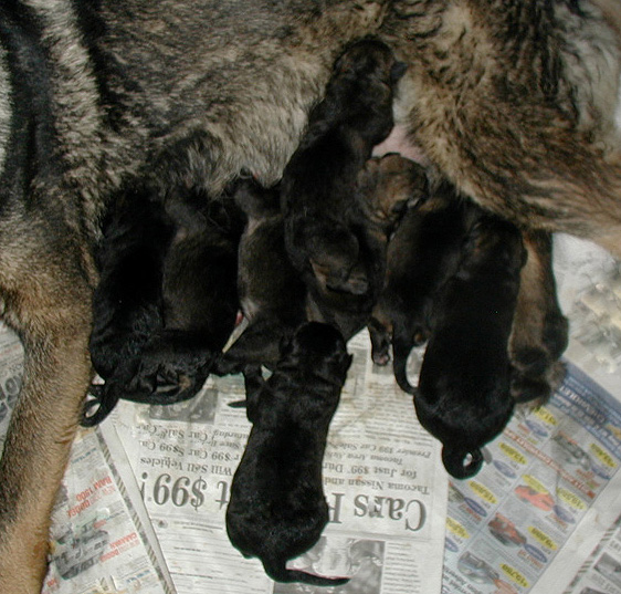 Yumi Lord litter 8 hrs old