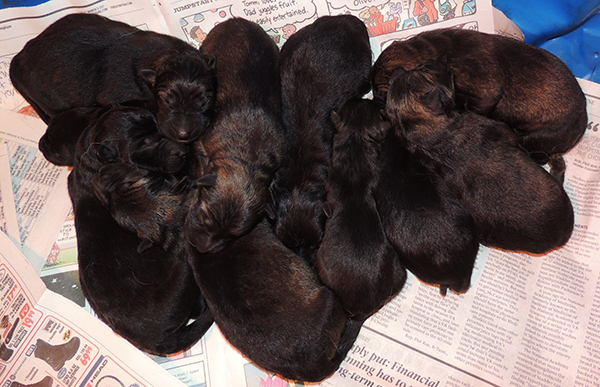 Porsche Gero Z Litter Newborns 2