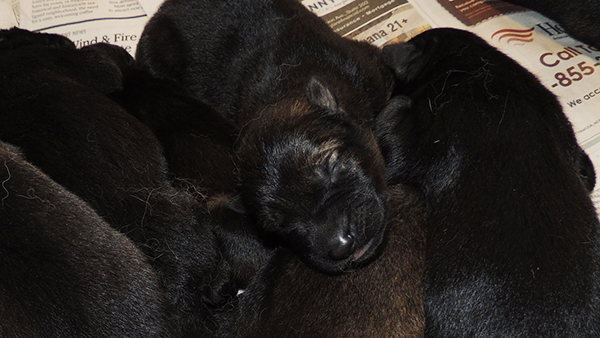 Z Litter Porsche x Gero 3 days 3