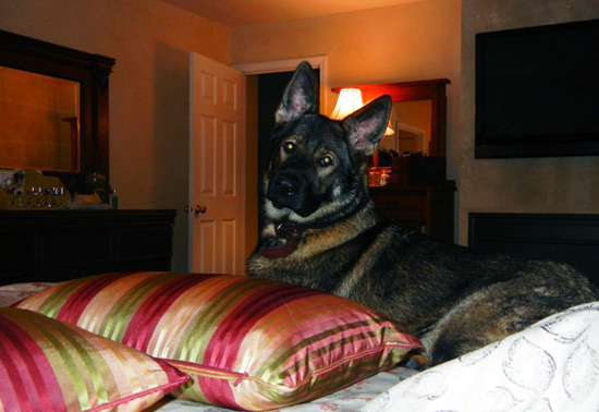 Molly x Lord Female Zivah at 22 mos