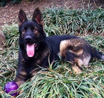 Zustav 9.5 mos in the grass