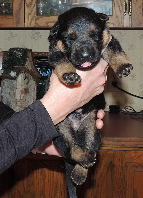 Bara Gerry Blk / tan male 11 days