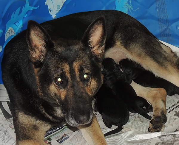 Bara Gerry F Litter 24 hrs old 1