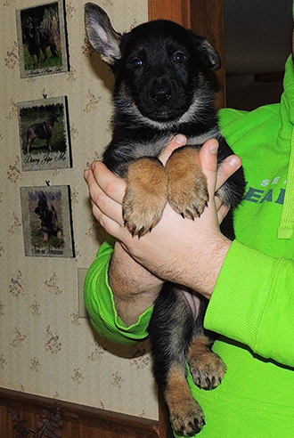 Bara Gerry F Litter Female 6 wks 2