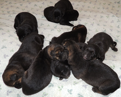 bara lord pups 6 days old