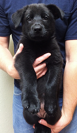 Black No Collar Female 525h