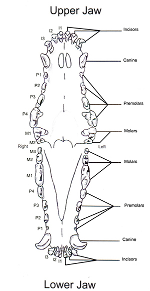 Canine Dentition