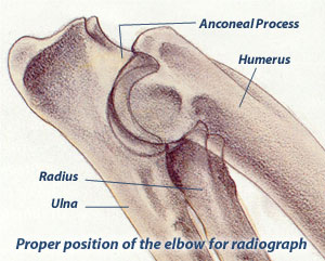 Elbow Position for rating