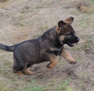 Qash Norbo Green collar male 6 wks