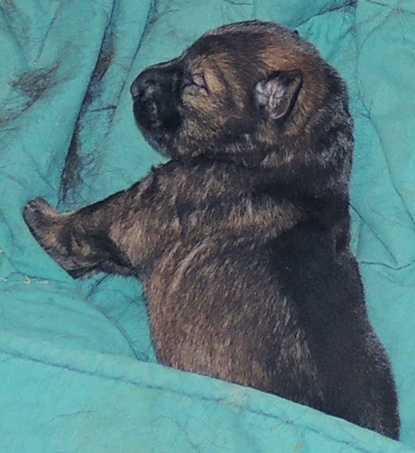 Hena Bojhan L Litter 12 days Male