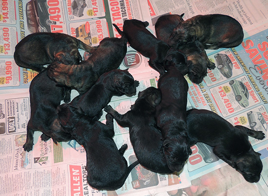 Hera Lord A Liter 11 pups