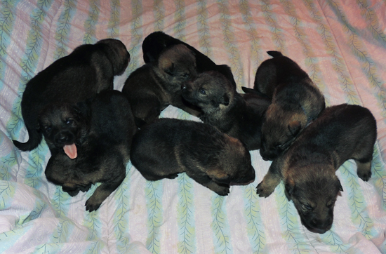 Hera Lord pups 2.5 wks 2