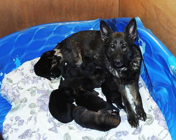 Hetja Gerry M Litter 14 days 3