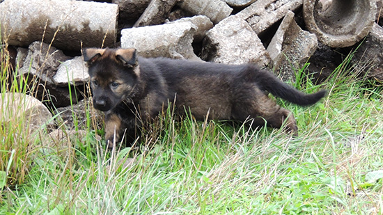 Hetja Sergeant K LItter Blk Sable Fe 6 wks