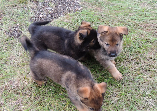 Hetja Sergeant K LItter 6 wks