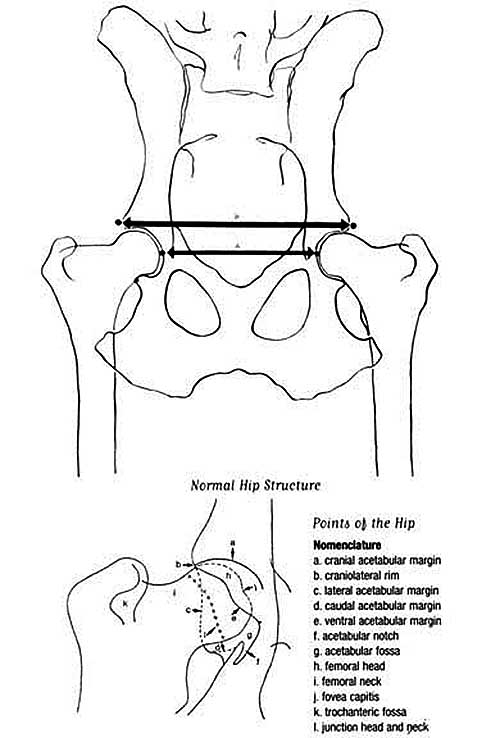 Canine hip diagram