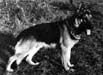 Small picture of V Greif zum Lahntal