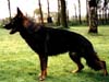 Small picture of V Agassi von den wilden Rabbits